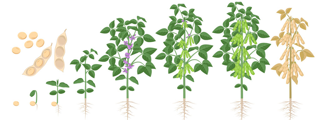 Soja-eiwit kweekt spieren