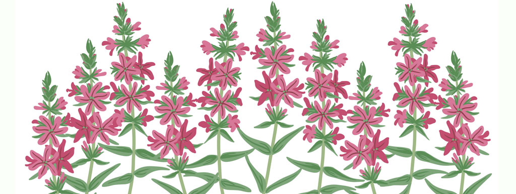 Astragalus, Chinees kruid