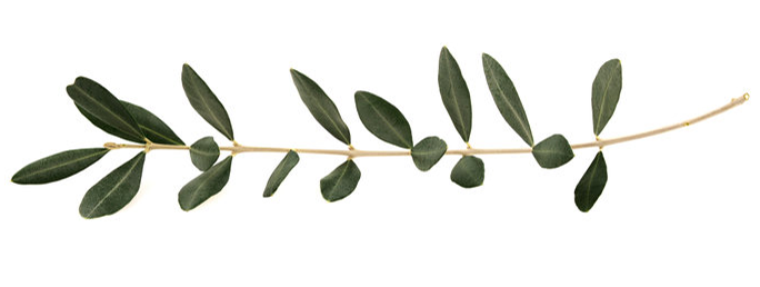 Olijfbladextract heelt de wonden