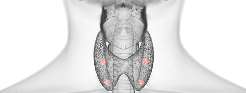 Pre- en probiotica weinig invloed op schildklier