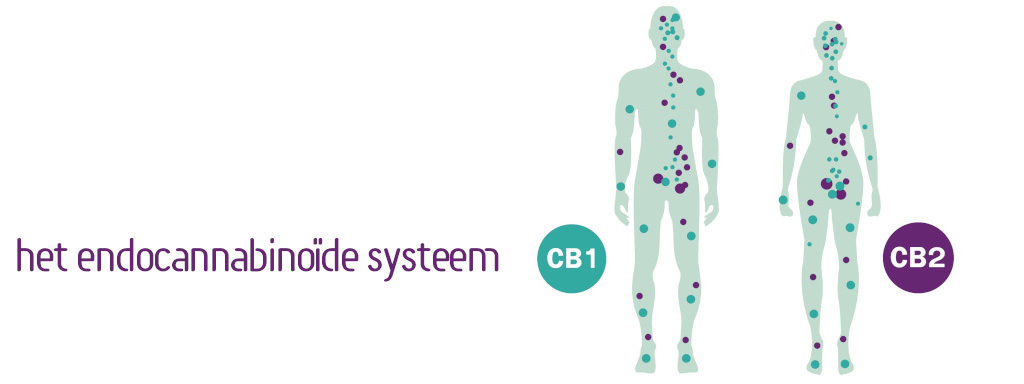 Endocannabinoïden spiegelen gezonde voeding