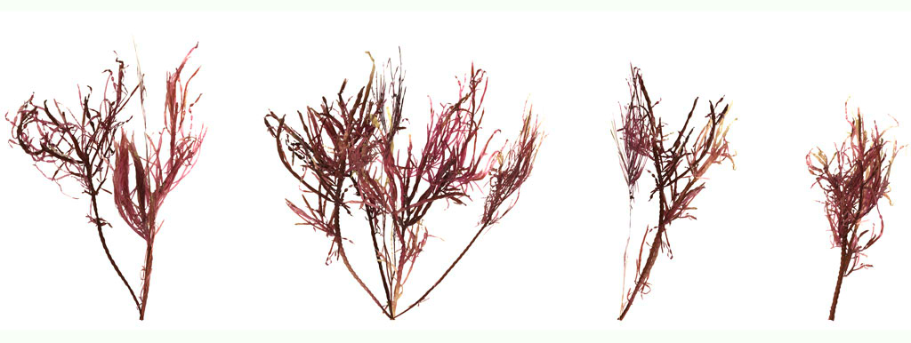 Mg en Ca tegen colitis 