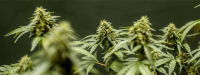 Verbetering levenskwaliteit ouderen door medicinale cannabis