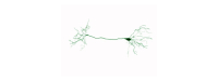 Depressie: SAMe of magnesiumorotaat?