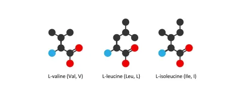 BCAA’s plus synbiotica zinvol bij hepatische encefalopathie