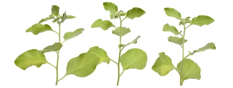 Ashwaganda nuttig bij slapeloosheid