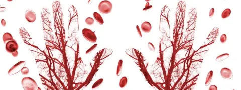 Koolhydraatbeperking maakt bloedvaten enkel bij vrouwen soepeler