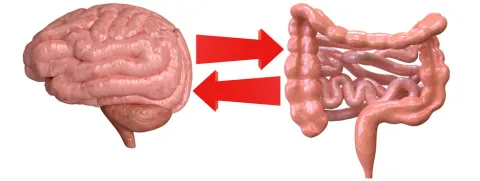Darmslijmvlies bij hersenaandoeningen?