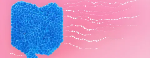 Zout en de darmflora