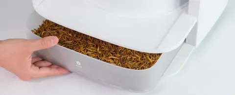 Insectenolie als duurzame bron van omega-3