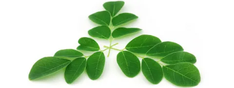 Moringa weinig effect bij prediabetes