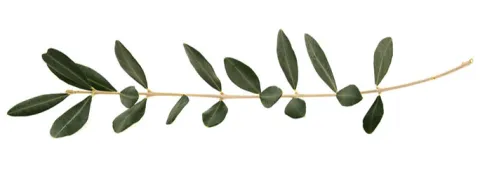 Olijfbladextract heelt de wonden