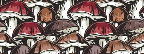 Paddenstoelen verhogen darmafweer