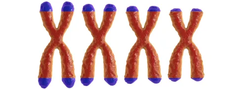 Telomeren vs sterftekans