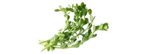 Bacopa als geheugensteun: meta-analyse