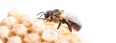 Propolis onderdrukt bestralingsmucositis
