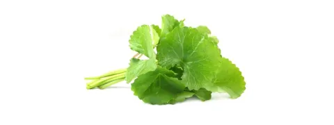 De dermatologische eigenschappen van Centella asiatica