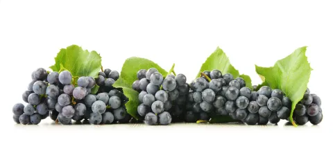 Resveratrol vernietigt gunstig effect van beweging