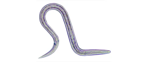 Coeliakie behandelbaar met parasietworm?