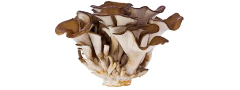 Maitake-extract getest bij patiënten met myelodysplasie
