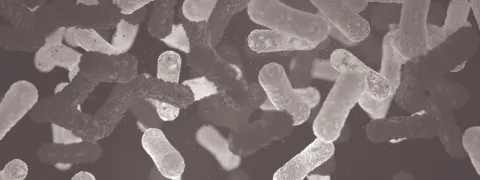 Grote verschillen in inname voedselmicroben