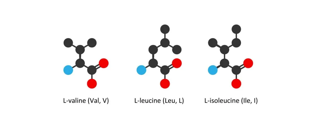 BCAA’s plus synbiotica zinvol bij hepatische encefalopathie