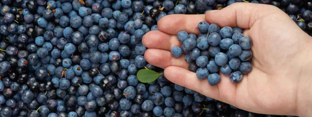 Minder artroseklachten met blauwe bessen