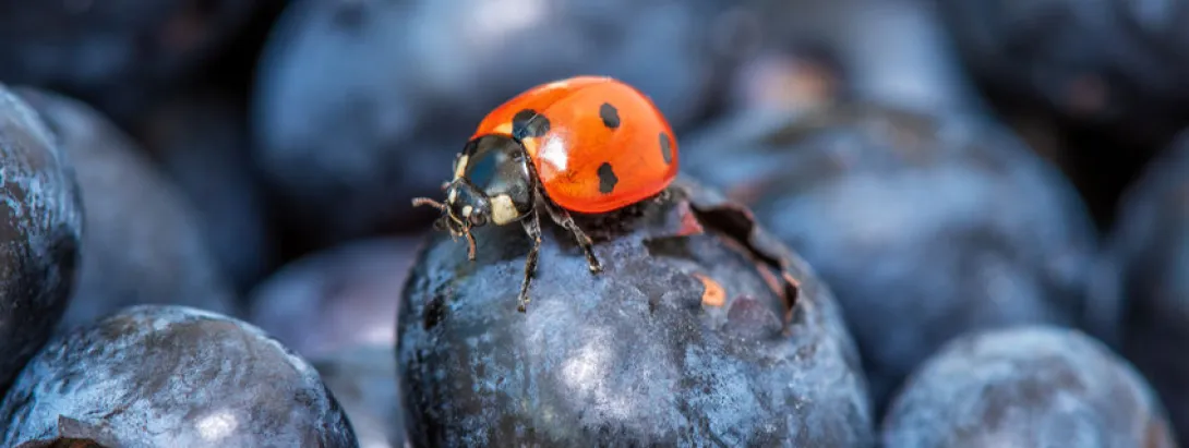 Blauwe bessen verlagen melkzuur bij hardlopers