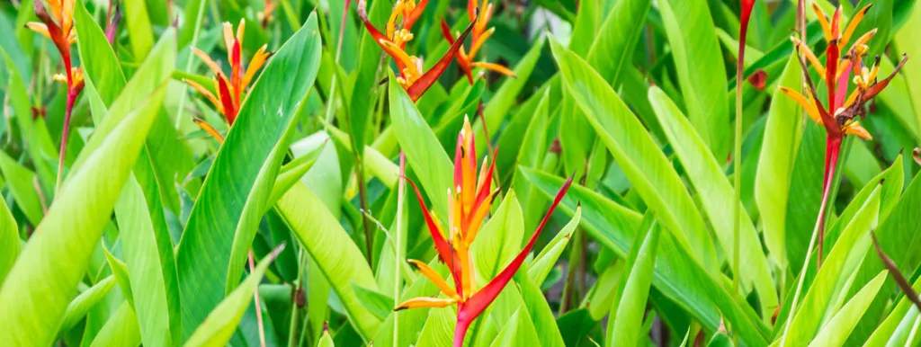 Incapijlwortelvezels