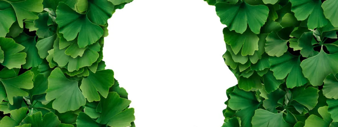 Ginkgo werkt eerder wel dan niet bij dementie