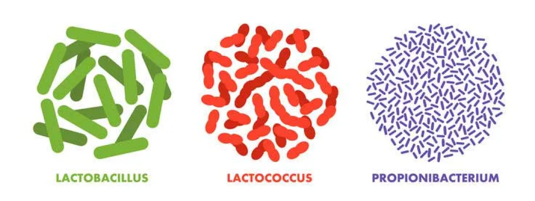 Ieders darmmicrobioom reageert verschillend op dezelfde voeding