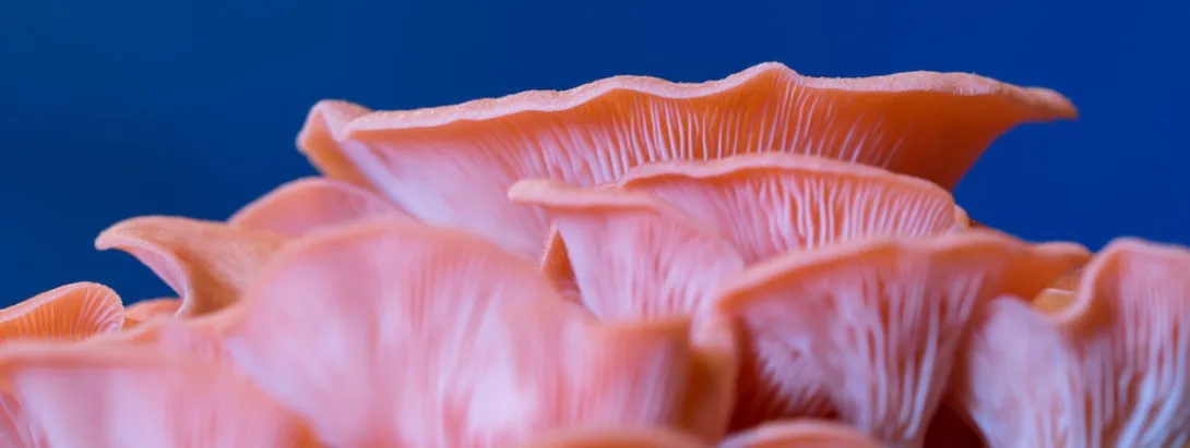 Oesterzwam goed voor bloedsuiker en bloedvetten