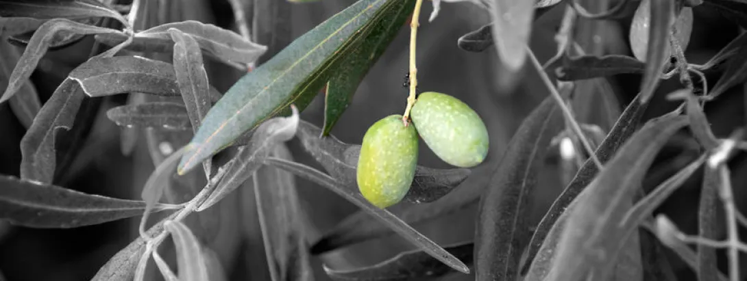 Olijfolie verhoogt diversiteit microbiota bij hiv-patiënten