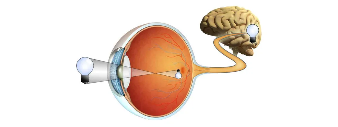 Luteïne belangrijk voor het geheugen?