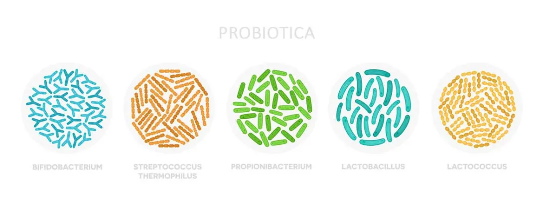 Probiotica, en niet prebiotica, verminderen depressie