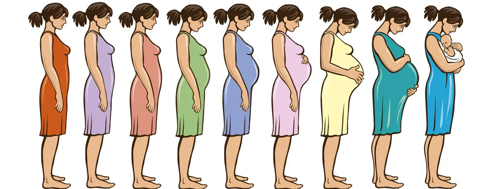 Prebiotica tijdens de zwangerschap