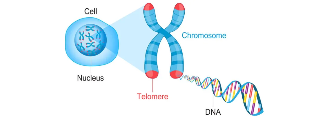 Welke voeding bevordert lange telomeren? 