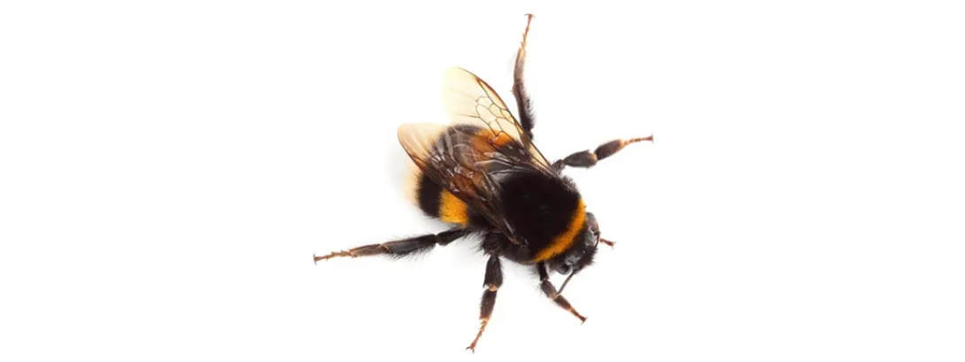 Hommel behelpt zich met fytotherapie