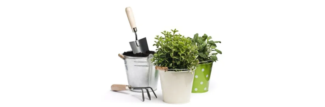 Tuinieren is goed voor kankerpatiënten