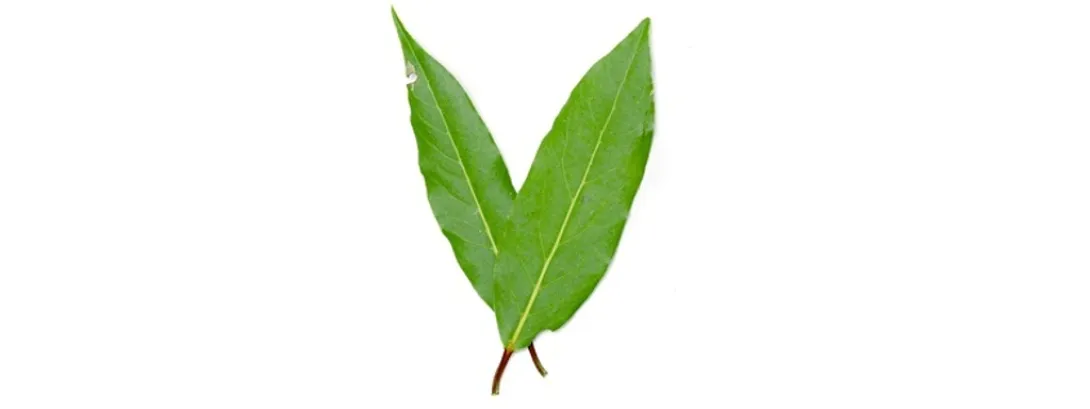 Groene thee bij multiple sclerose