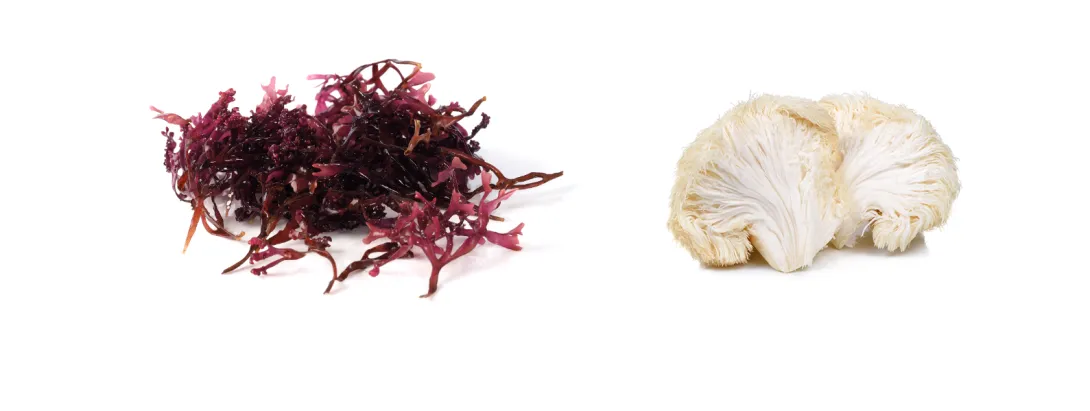 Algen en paddenstoelen gezond