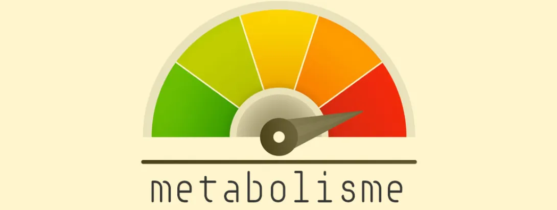 Metabolisme ontrafeld